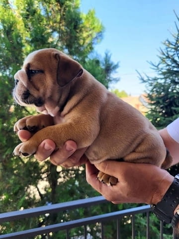 Aнглийски булдог Bulldog, 2 Months - city of Izvun Bulgaria | Dogs - снимка 4