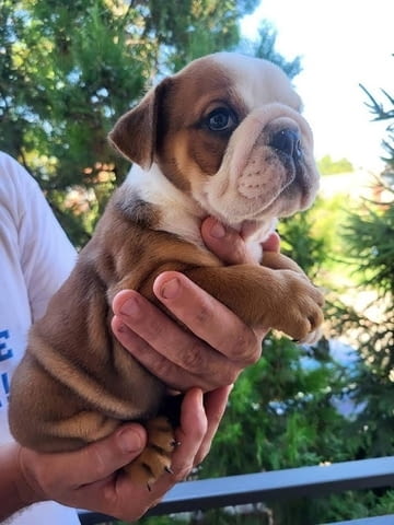 Aнглийски булдог Bulldog, 2 Months - city of Izvun Bulgaria | Dogs - снимка 5