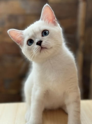 British shorthair blue eyes boy