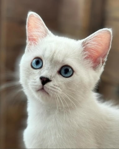 British shorthair blue eyes boy Британска късокосместа, 3 месеца - град Извън България | Котки - снимка 3