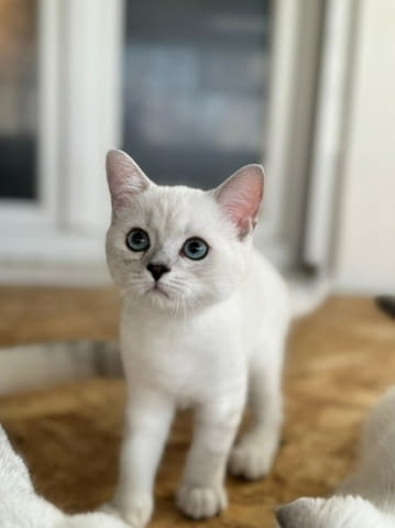 British shorthair blue eyes boy Британска късокосместа, 3 месеца - град Извън България | Котки - снимка 4