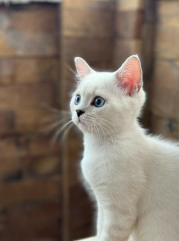 British shorthair blue eyes boy Британска късокосместа, 3 месеца - град Извън България | Котки - снимка 5