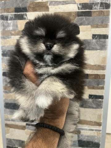 Pomeranians from imported parents Другa - city of Izvun Bulgaria | Dogs - снимка 1