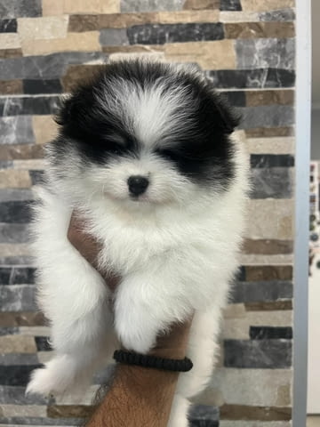 Pomeranians from imported parents Другa - city of Izvun Bulgaria | Dogs - снимка 2