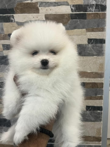 Pomeranians from imported parents Другa - city of Izvun Bulgaria | Dogs - снимка 3