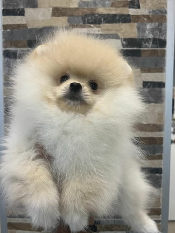 Pomeranians from imported parents Другa - city of Izvun Bulgaria | Dogs - снимка 4