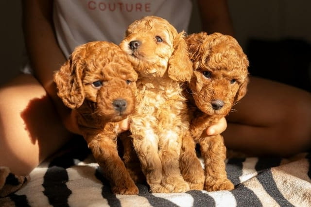 ЧЕРВЕН пудел джудже кученца за продажба Toy Poodle, Vaccinated - Yes, Dewormed - Yes - city of Izvun Bulgaria | Dogs - снимка 1