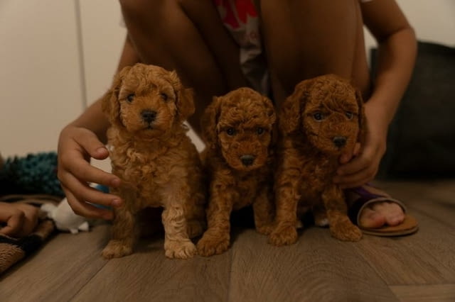 ЧЕРВЕН пудел джудже кученца за продажба Toy Poodle, Vaccinated - Yes, Dewormed - Yes - city of Izvun Bulgaria | Dogs - снимка 2