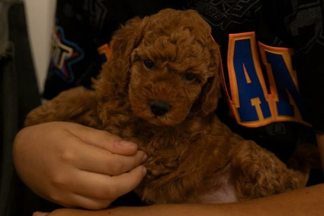 ЧЕРВЕН пудел джудже кученца за продажба Toy Poodle, Vaccinated - Yes, Dewormed - Yes - city of Izvun Bulgaria | Dogs - снимка 7