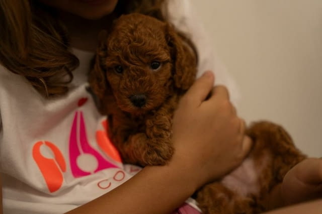 ЧЕРВЕН пудел джудже кученца за продажба Toy Poodle, Vaccinated - Yes, Dewormed - Yes - city of Izvun Bulgaria | Dogs - снимка 8