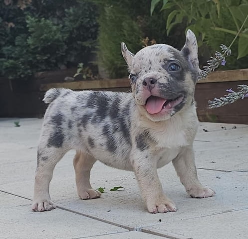 ФРЕНСКИ БУЛДОГ - екзотични цветове French Bulldog, 2 Months - city of Izvun Bulgaria | Dogs - снимка 1