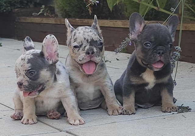 ФРЕНСКИ БУЛДОГ - екзотични цветове French Bulldog, 2 Months - city of Izvun Bulgaria | Dogs - снимка 3