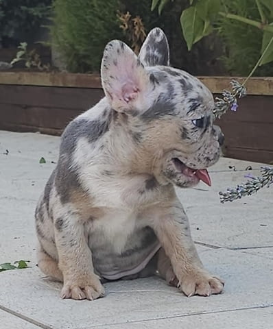 ФРЕНСКИ БУЛДОГ - екзотични цветове French Bulldog, 2 Months - city of Izvun Bulgaria | Dogs - снимка 5