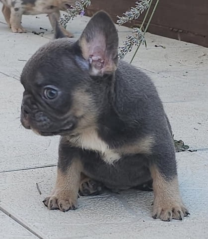 ФРЕНСКИ БУЛДОГ - екзотични цветове French Bulldog, 2 Months - city of Izvun Bulgaria | Dogs - снимка 6