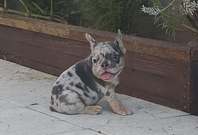 ФРЕНСКИ БУЛДОГ - екзотични цветове French Bulldog, 2 Months - city of Izvun Bulgaria | Dogs - снимка 7