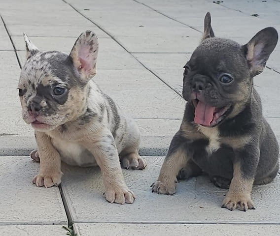 ФРЕНСКИ БУЛДОГ - екзотични цветове French Bulldog, 2 Months - city of Izvun Bulgaria | Dogs - снимка 8