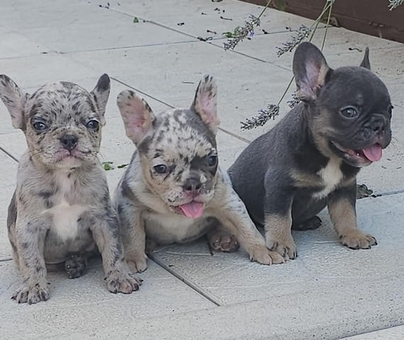 ФРЕНСКИ БУЛДОГ - екзотични цветове French Bulldog, 2 Months - city of Izvun Bulgaria | Dogs - снимка 9