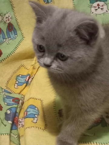 Синя мацурана British Shorthair, 2 Months, Vaccine - Yes - city of Sofia | Cats - снимка 2