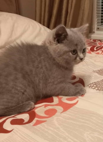 Синя мацурана British Shorthair, 2 Months, Vaccine - Yes - city of Sofia | Cats - снимка 3