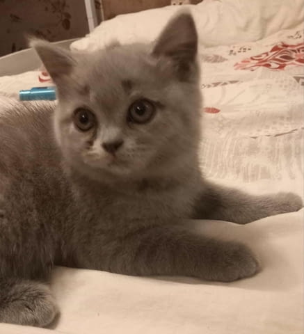 Синя мацурана British Shorthair, 2 Months, Vaccine - Yes - city of Sofia | Cats - снимка 4