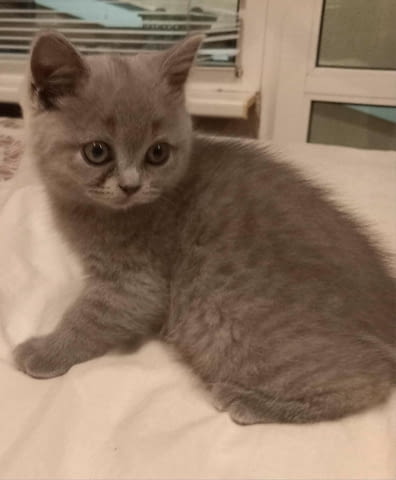 Синя мацурана British Shorthair, 2 Months, Vaccine - Yes - city of Sofia | Cats - снимка 5