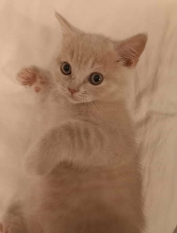 Палав британец British Shorthair, 2 Months, Vaccine - Yes - city of Sofia | Cats - снимка 2