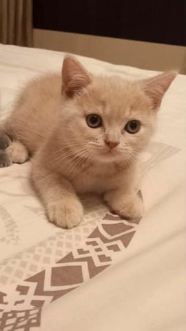 Палав британец British Shorthair, 2 Months, Vaccine - Yes - city of Sofia | Cats - снимка 3