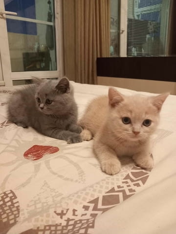 Палав британец British Shorthair, 2 Months, Vaccine - Yes - city of Sofia | Cats - снимка 4