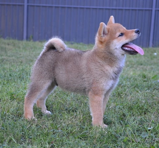 Шиба ину кученца Shiba Inu, Vaccinated - Yes, Dewormed - Yes - city of Izvun Bulgaria | Dogs - снимка 1