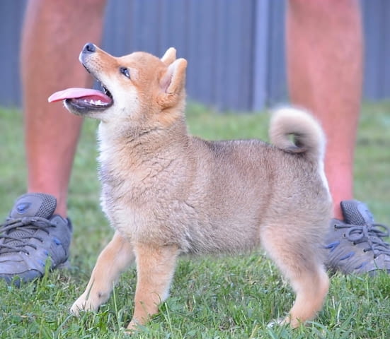 Шиба ину кученца Shiba Inu, Vaccinated - Yes, Dewormed - Yes - city of Izvun Bulgaria | Dogs - снимка 2