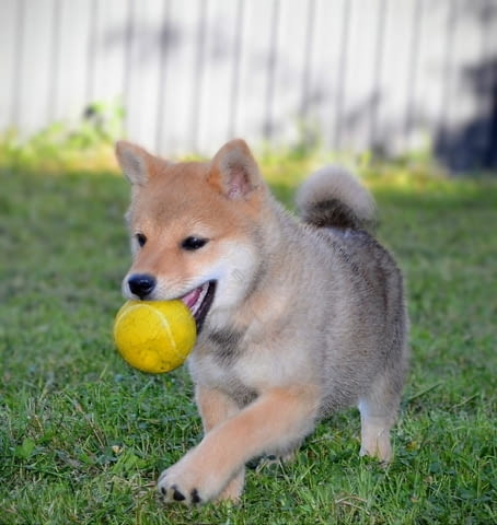 Шиба ину кученца Shiba Inu, Vaccinated - Yes, Dewormed - Yes - city of Izvun Bulgaria | Dogs - снимка 3