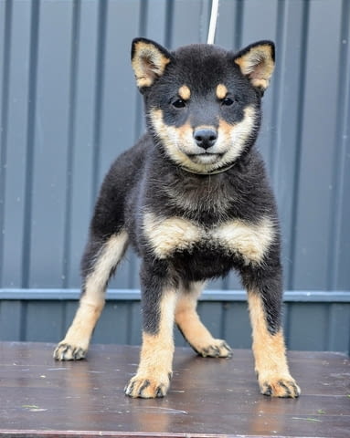 Шиба ину кученца Shiba Inu, Vaccinated - Yes, Dewormed - Yes - city of Izvun Bulgaria | Dogs - снимка 4