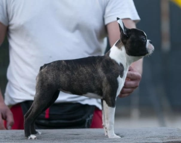 Бостън териер кученца Boston Terrier, Vaccinated - Yes, Dewormed - Yes - city of Izvun Bulgaria | Dogs - снимка 1