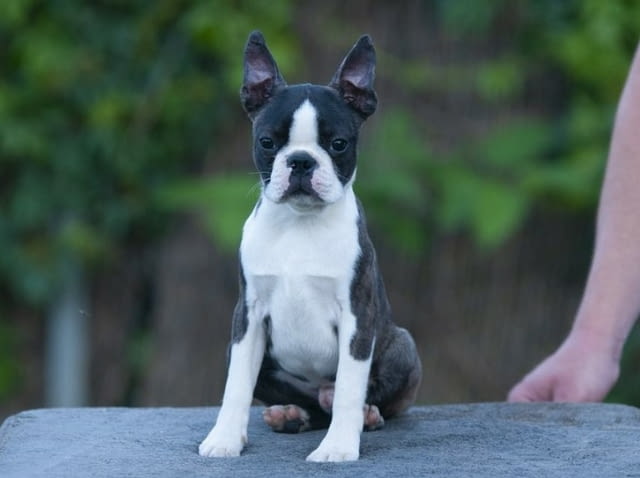 Бостън териер кученца Boston Terrier, Vaccinated - Yes, Dewormed - Yes - city of Izvun Bulgaria | Dogs - снимка 2