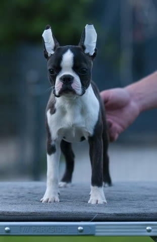 Бостън териер кученца Boston Terrier, Vaccinated - Yes, Dewormed - Yes - city of Izvun Bulgaria | Dogs - снимка 4