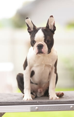 Бостън териер кученца Boston Terrier, Vaccinated - Yes, Dewormed - Yes - city of Izvun Bulgaria | Dogs - снимка 5