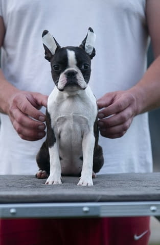 Бостън териер кученца Boston Terrier, Vaccinated - Yes, Dewormed - Yes - city of Izvun Bulgaria | Dogs - снимка 7