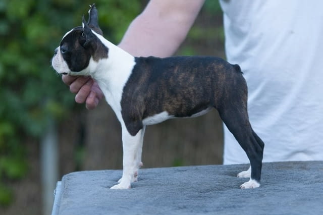 Бостън териер кученца Boston Terrier, Vaccinated - Yes, Dewormed - Yes - city of Izvun Bulgaria | Dogs - снимка 9