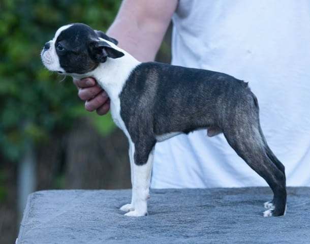 Бостън териер кученца Boston Terrier, Vaccinated - Yes, Dewormed - Yes - city of Izvun Bulgaria | Dogs - снимка 10