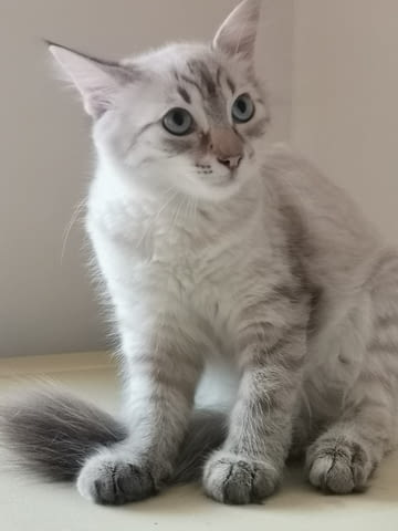 Продавам коте /Ragdoll linx point/.. Котет Друга, 3 месеца, Ваксина - Да - град Пловдив | Котки - снимка 1