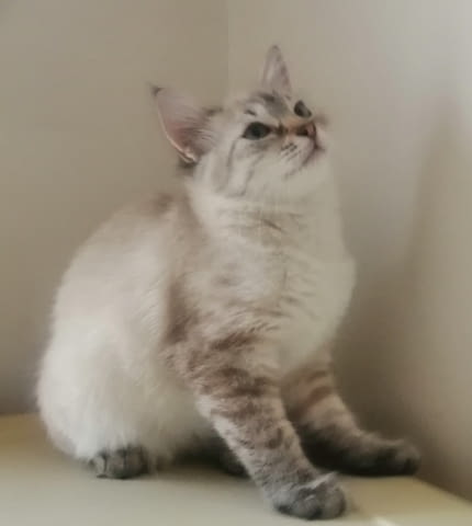 Продавам коте /Ragdoll linx point/.. Котет Друга, 3 месеца, Ваксина - Да - град Пловдив | Котки - снимка 2