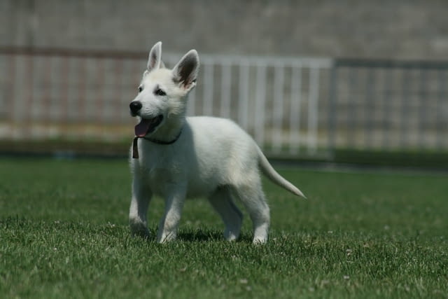 Бяла швейцарска овчарка кученца White Swiss Shepherd, Vaccinated - Yes, Dewormed - Yes - city of Izvun Bulgaria | Dogs - снимка 1