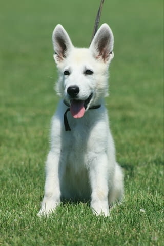 Бяла швейцарска овчарка кученца White Swiss Shepherd, Vaccinated - Yes, Dewormed - Yes - city of Izvun Bulgaria | Dogs - снимка 2