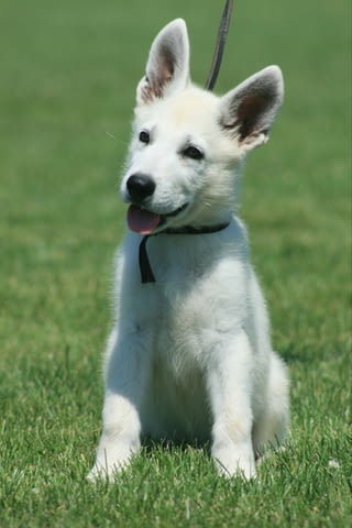 Бяла швейцарска овчарка кученца White Swiss Shepherd, Vaccinated - Yes, Dewormed - Yes - city of Izvun Bulgaria | Dogs - снимка 3