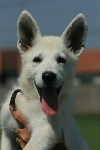 Бяла швейцарска овчарка кученца White Swiss Shepherd, Vaccinated - Yes, Dewormed - Yes - city of Izvun Bulgaria | Dogs - снимка 4