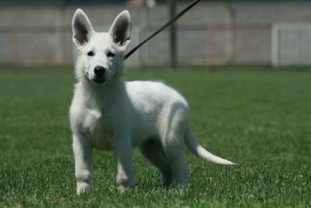 Бяла швейцарска овчарка кученца White Swiss Shepherd, Vaccinated - Yes, Dewormed - Yes - city of Izvun Bulgaria | Dogs - снимка 5