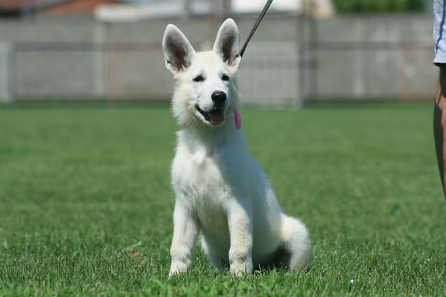 Бяла швейцарска овчарка кученца White Swiss Shepherd, Vaccinated - Yes, Dewormed - Yes - city of Izvun Bulgaria | Dogs - снимка 6