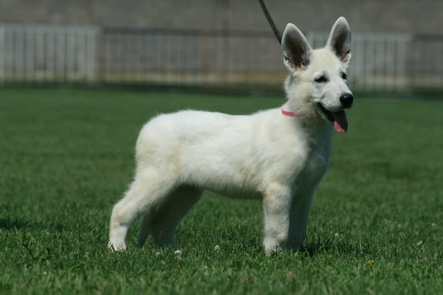 Бяла швейцарска овчарка кученца White Swiss Shepherd, Vaccinated - Yes, Dewormed - Yes - city of Izvun Bulgaria | Dogs - снимка 8