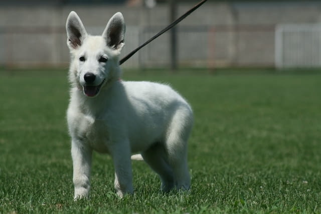 Бяла швейцарска овчарка кученца White Swiss Shepherd, Vaccinated - Yes, Dewormed - Yes - city of Izvun Bulgaria | Dogs - снимка 9