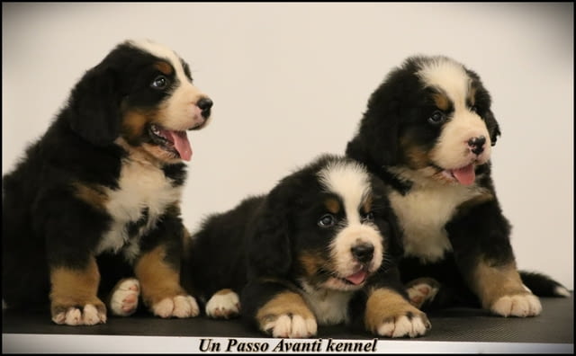 Бернско планинско куче кученца Bernese Mountain Dog, Vaccinated - Yes, Dewormed - Yes - city of Izvun Bulgaria | Dogs - снимка 1